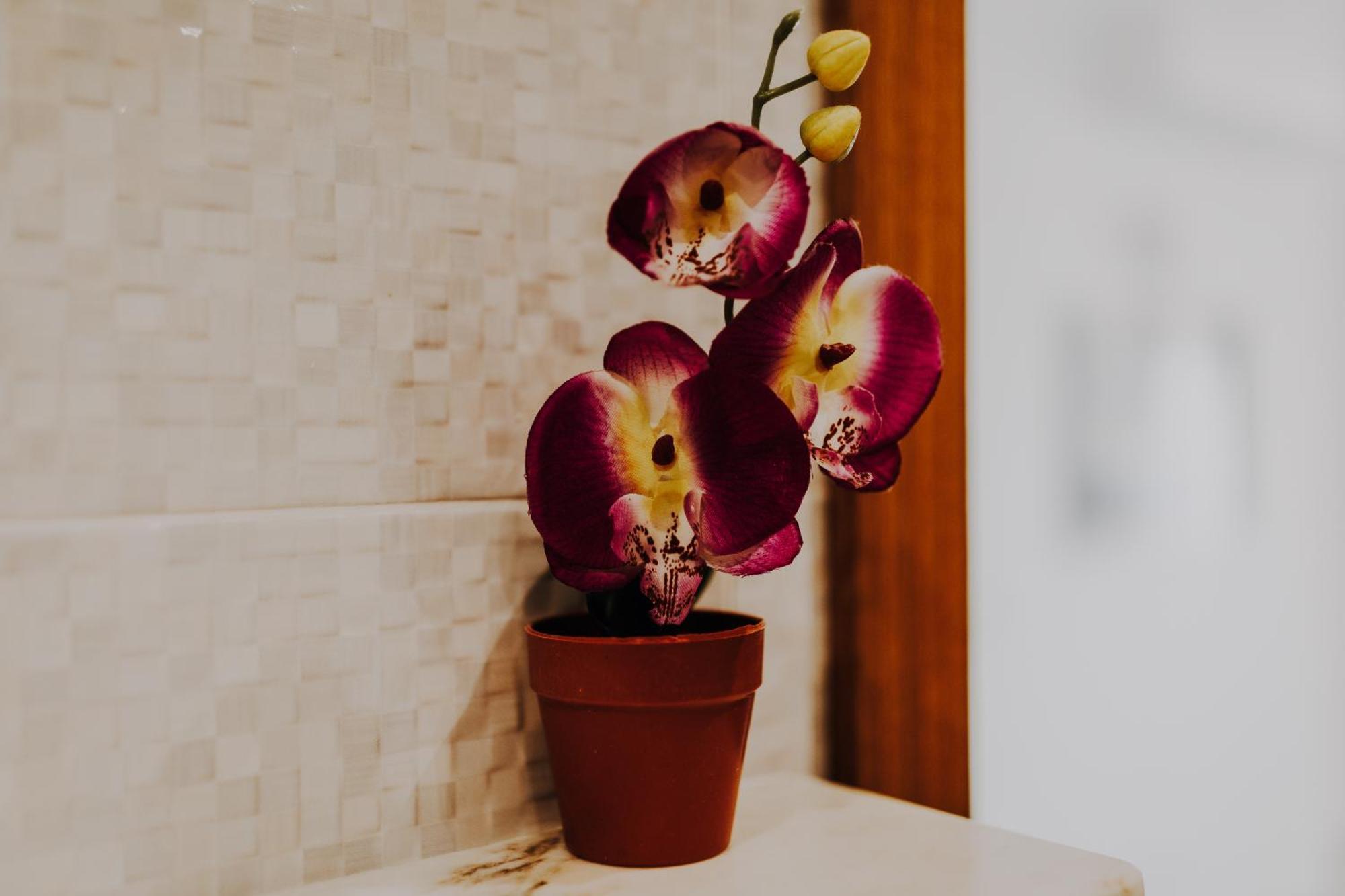 Apartamentos Sol & Ria Olhão المظهر الخارجي الصورة